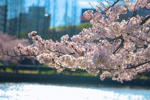 sakura-osaka